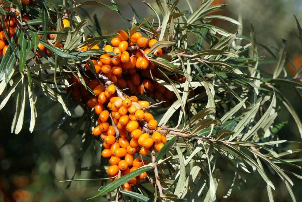 Sea buckthorn